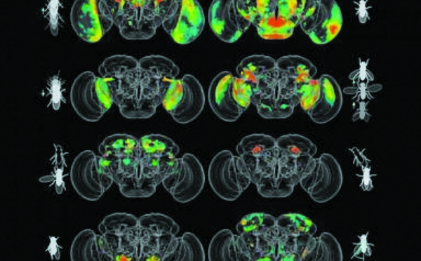 Une intelligence artificielle a décrypté le cerveau des mouches