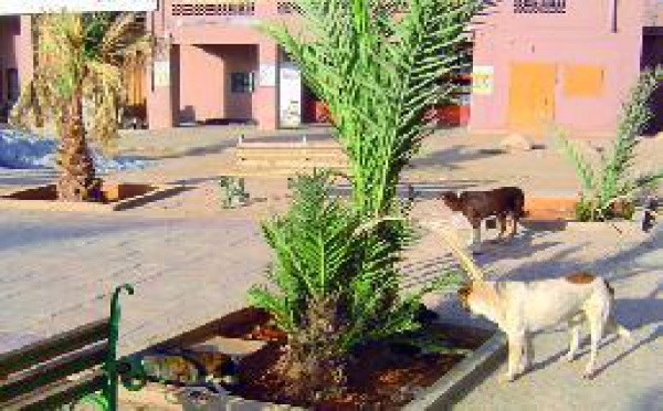 Les chiens errants courent les rues à Tafraout