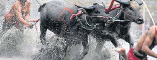Insolite : ​Courses de buffles à la thaïlandaise