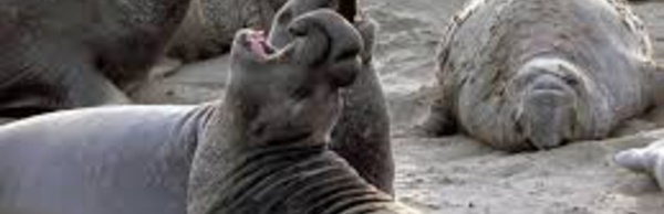 Les éléphants de mer  sensibles au rythme et au ton  des cris de leurs congénères