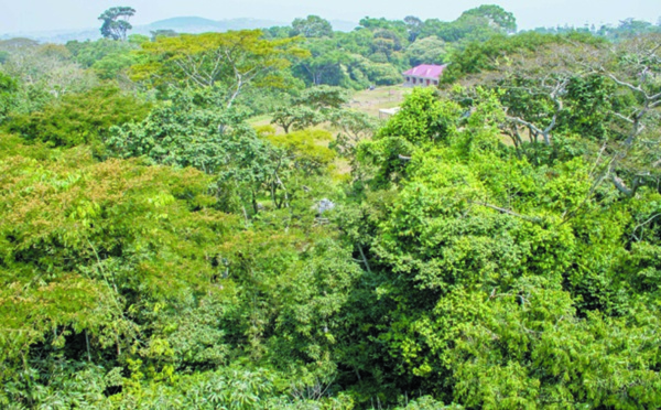 Financer la forestation en Afrique, nouvelle stratégie contre le réchauffement