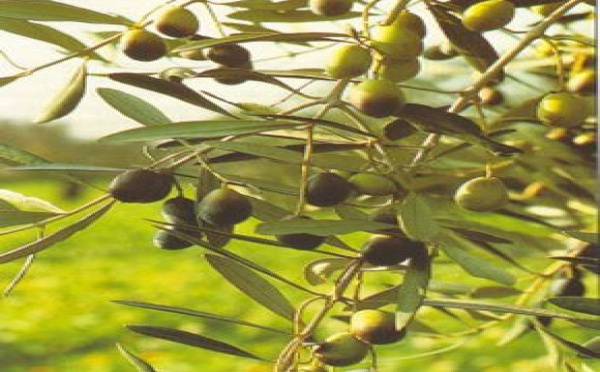 Journées méditerranéennes de l'olivier