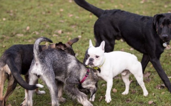 Deux gènes expliqueraient la domestication des chiens, selon des chercheurs