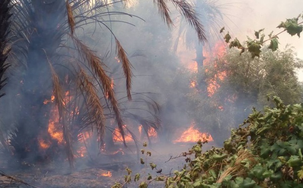 Un incendie ravage la palmeraie de Boudenib
