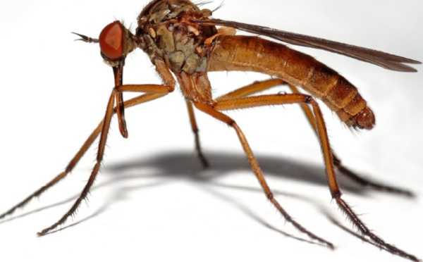 Réponses d’experts : Comment soulagerune piqûre de moustique rapidement