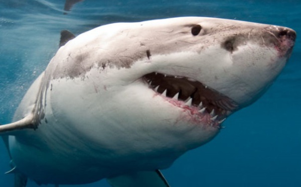 Les requins utilisent leurs épaules pour manger