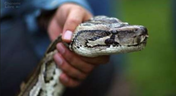 Insolite : Attaquée par son boa