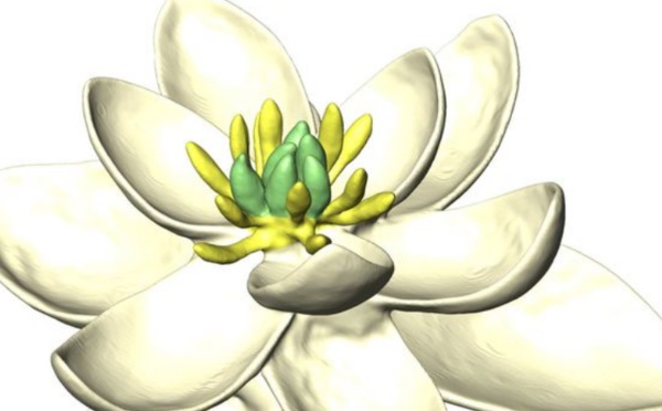 La toute première fleur était hermaphrodite