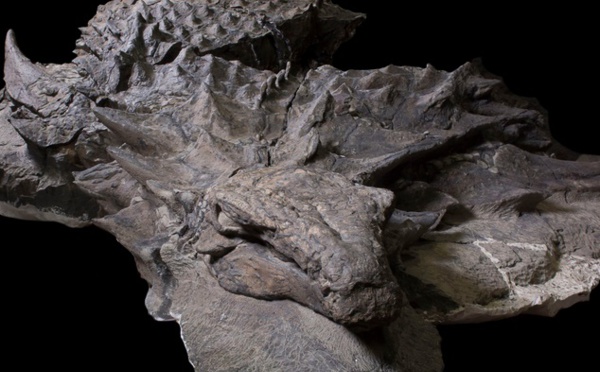 Découverte d’un nouveau dinosaure bien préservé
