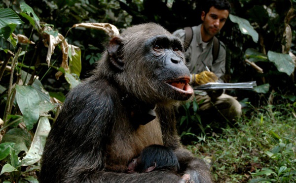 Des chimpanzés décimés par l'anthrax