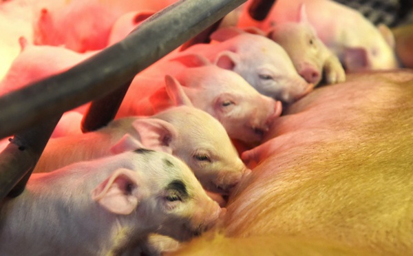 Des porcs génétiquement modifiés pour être donneurs d'organes