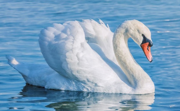 Insolite : Un cygne sur la voie