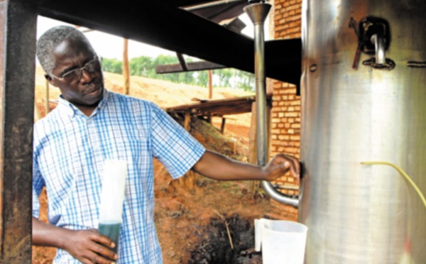 Les huiles essentielles pour décupler les revenus agricoles au Rwanda