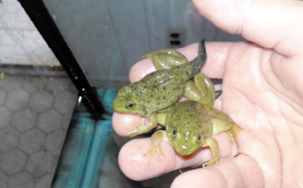 Elever et vendre des grenouilles pour lutter contre leur trafic