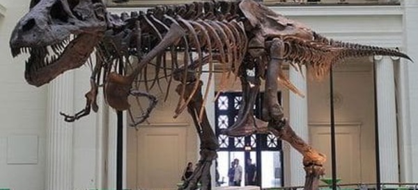 Insolite : Décapitation de dinosaures