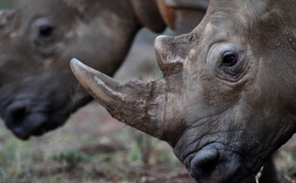 Cornes de rhinocéros : une vente aux enchères fait polémique