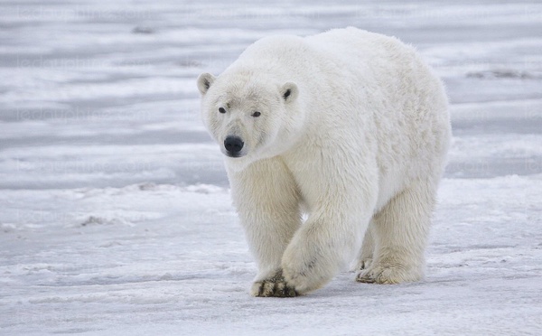 Il ne faut pas réveiller l'ours qui dort en Arctique