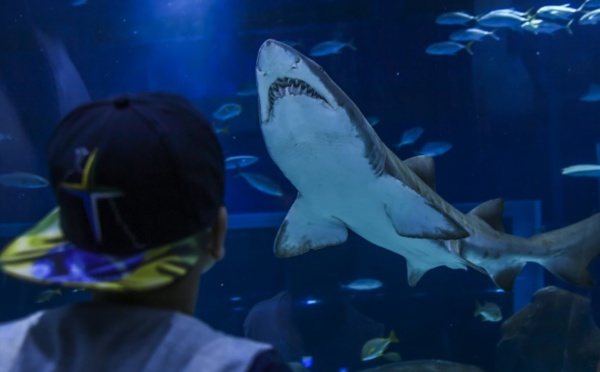 Mission fécondation à Rio pour des requins