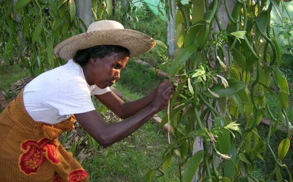 A Madagascar, le prix de la vanille face à une flambée historique