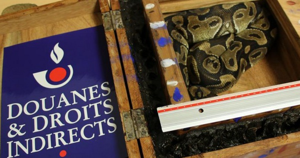 Insolite : Découverte d'un python dans les bagages d’un passager arrivé dans un aéroport parisien