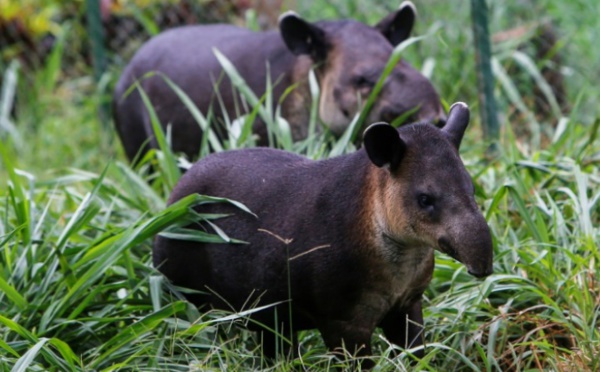 Au Nicaragua, le combat de quelques passionnés pour sauver le tapir