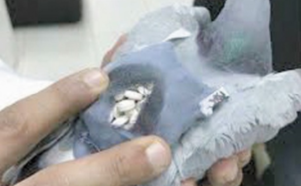 Insolite: Argentine, un pigeon transportant de la drogue dans les prisons abattu