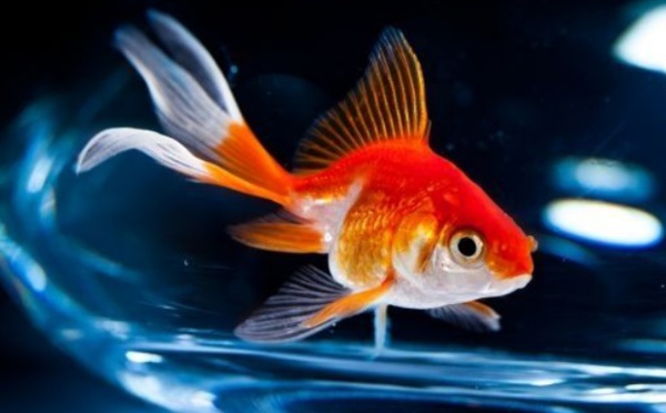 Insolite : Louer un poisson pour la nuit, l'idée insolite d'un hôtelier belge
