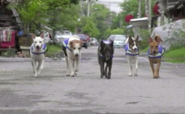 Insolite : Des chiens errants équipés de caméras de surveillance