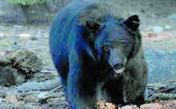​Un ours attaque un chasseur à l'arc dans un arbre