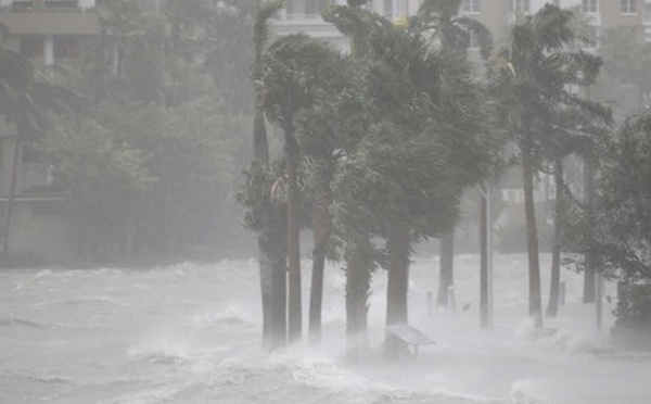 Insolite : "Ne tirez pas sur Irma"