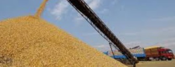 La production céréalière a atteint 96 millions de quintaux