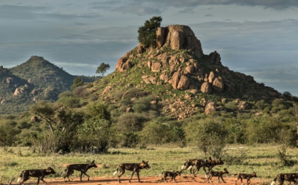 La faune sauvage kenyane décimée par des invasions de réserves privées