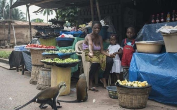 Au Ghana, le business des singes fait le bonheur des villageois