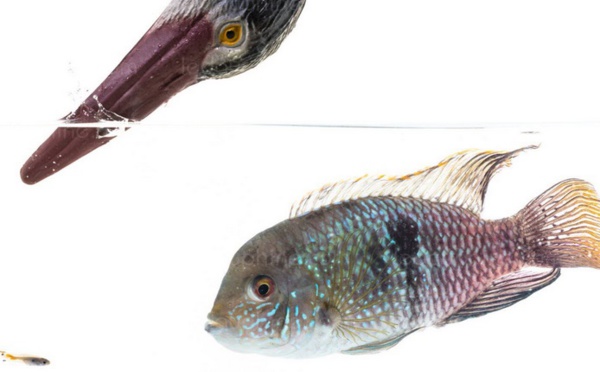 Insolite : Les poissons ont de la personnalité