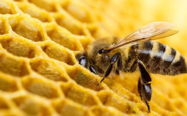 Des pesticides présents dans 75% du miel mondial