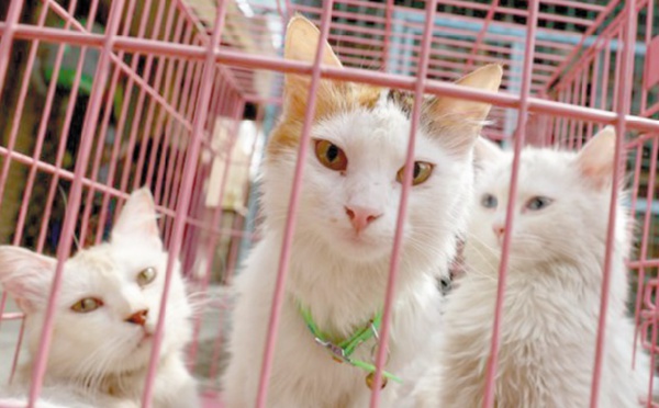 A Bagdad, des animaux des rues sauvés grâce aux réseaux sociaux