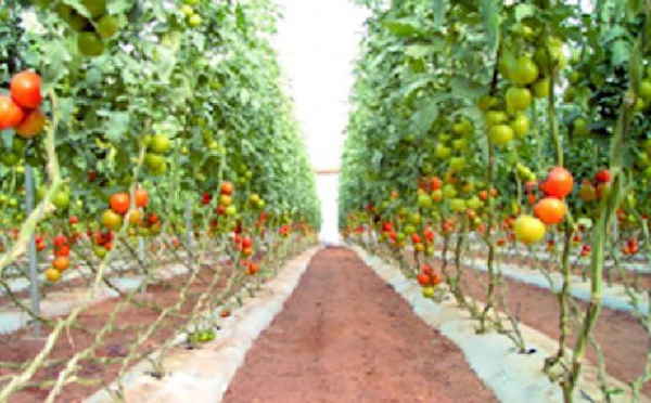 Agadir sur tous les fronts pour défendre sa production : La tomate du Souss reprend des couleurs