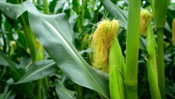 Du maïs génétiquement  modifié pour être  plus nutritif