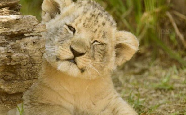 Insolite : Un lionceau chez soi