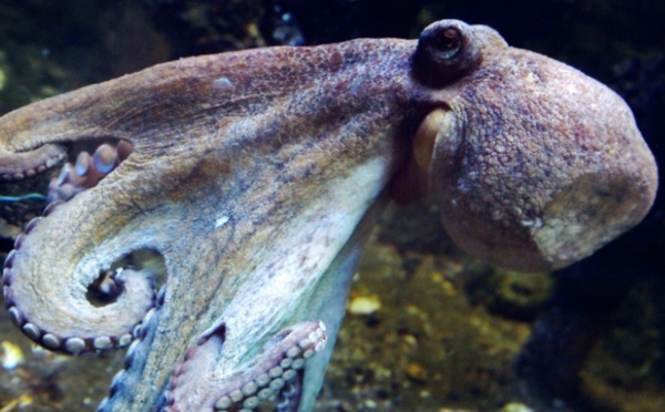Des scientifiques créent un tissu artificiel de camouflage inspiré du poulpe