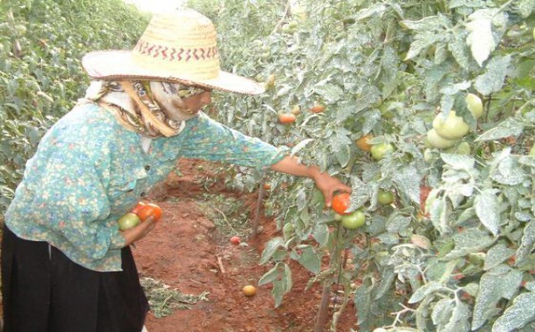 Alors que l’UE veut donner une impulsion aux exportations marocaines : La tomate demeure victime de la surenchère des producteurs français espagnols