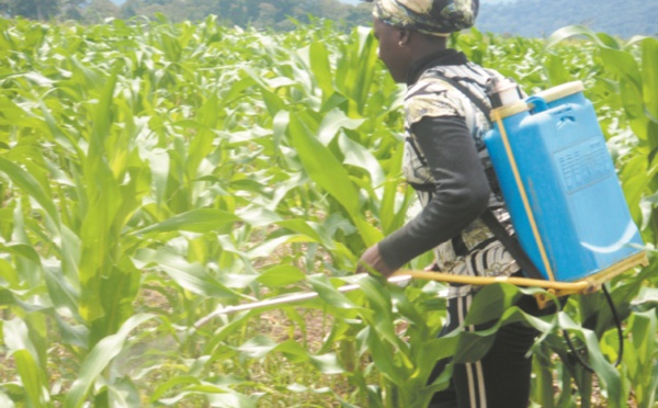 Cameroun : Quels freins à la micro-assurance agricole ?