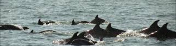 La saison meurtrière des dauphins de la mer Noire