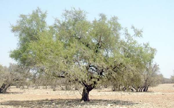 L’Association Ibn Al Baytar en fait profiter les membres des coopératives arganières : Un kit pédagogique en langue amazighe