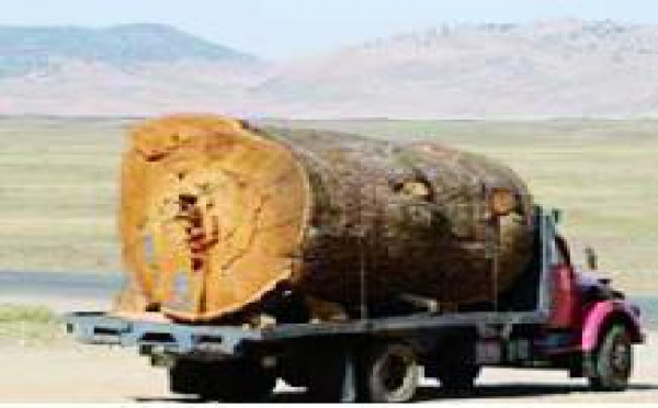Saisie d’une cargaison de bois à Khénifra : Le carnage du cèdre se poursuit
