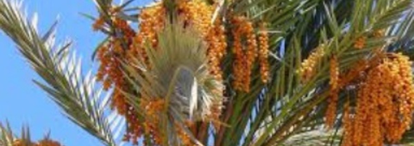Signature de deux conventions de partenariat en faveur du secteur du palmier-dattier