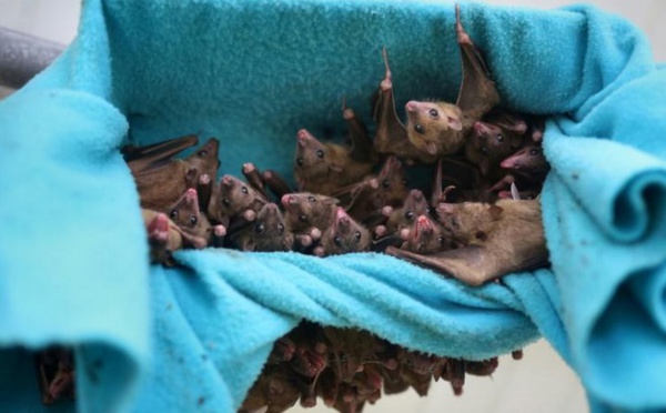 Comment les chauves-souris apprennent à crier