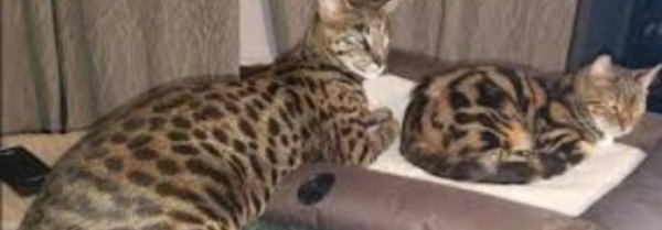 Insolite : Chat porté disparu