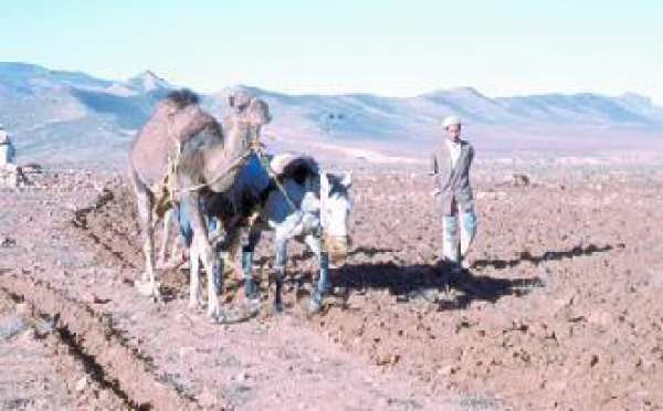 A cause de la sécheresse et du coût élevé de l'opération : Des milliers de paysans renoncent à labourer leurs terres à Tafraout