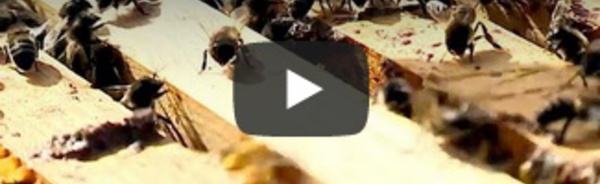 Les abeilles victimes de la sécheresse au Portugal